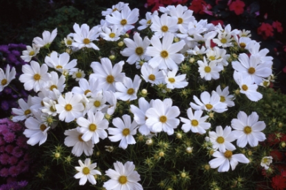 Picture of Cosmos - Purity